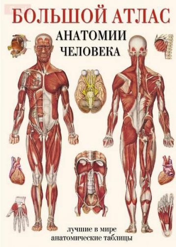 Большой атлас анатомии человека | Anatomical Chart Company | Словари, энциклопедии | Скачать бесплатно