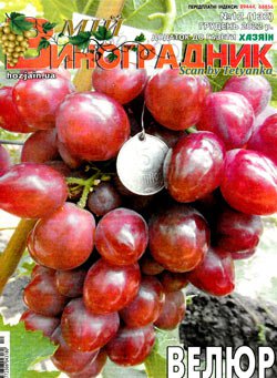 Мій виноградник № 12 2022 | Редакция журнала | Дом, сад, огород | Скачать бесплатно