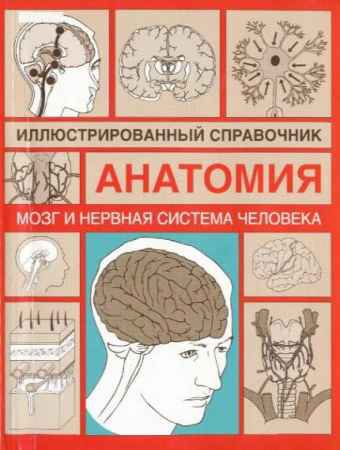 Мозг и нервная система человека